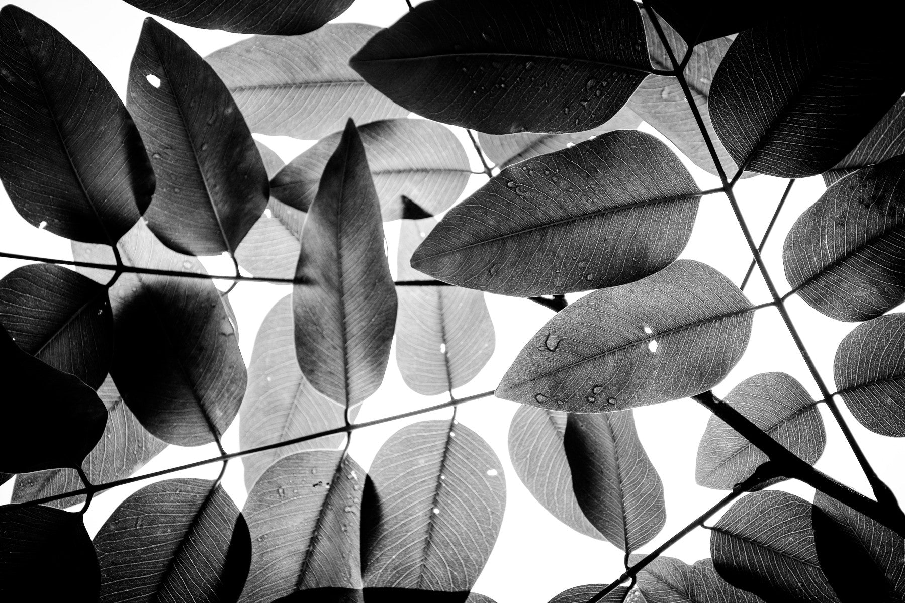 Experiments with Leaves I Wall Mural GD4900