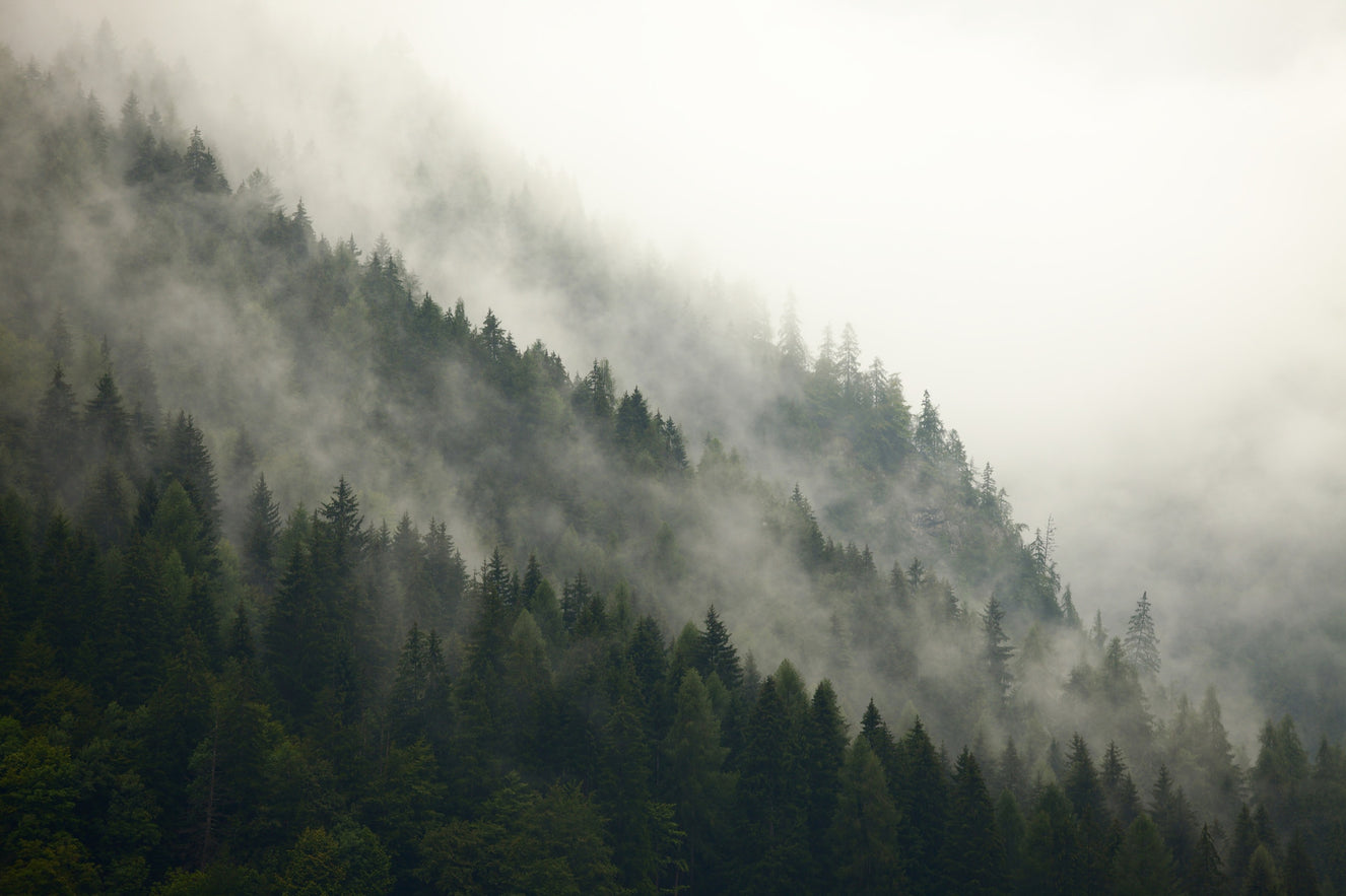 Misty Pines Wall Mural