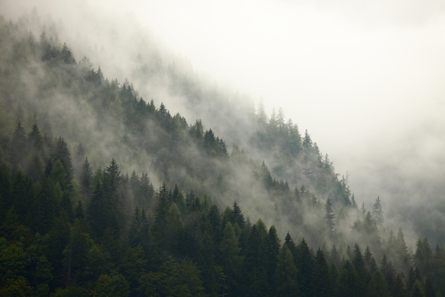 Misty Pines Wall Mural GD4954
