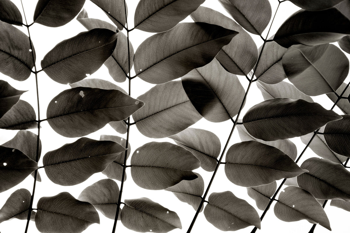 Branches and Leaves I Wall Mural
