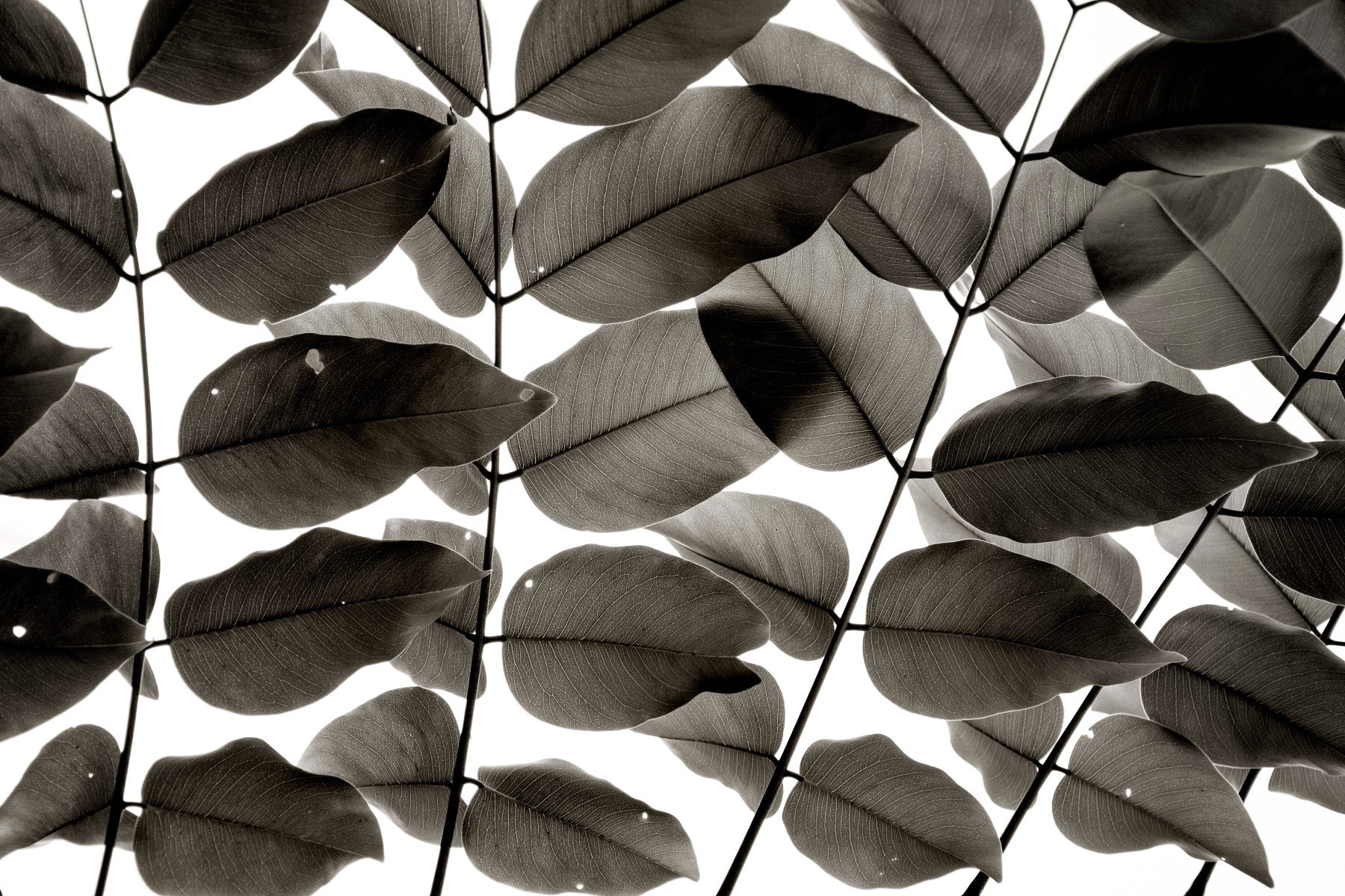 Branches and Leaves I Wall Mural