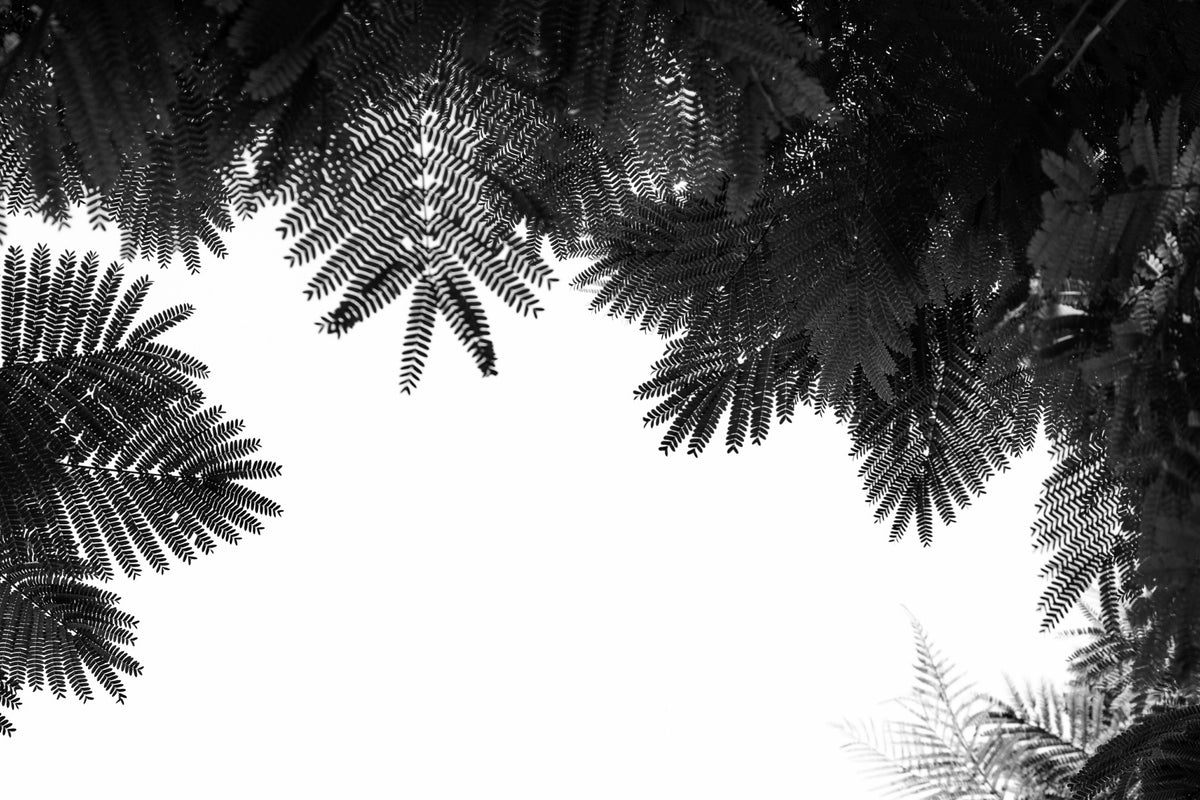 The Tree Top II Wall Mural in your room — zoomed