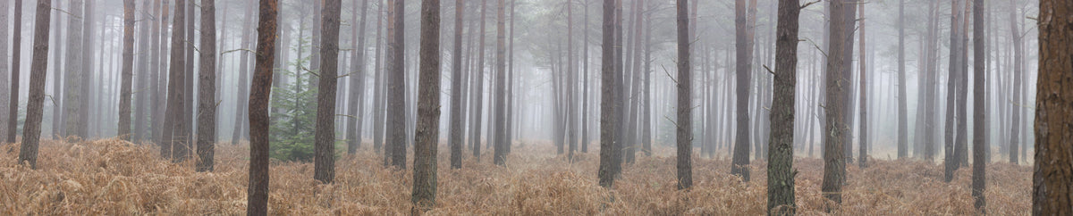 Misty Woodland Escape Wall Mural in your room — zoomed