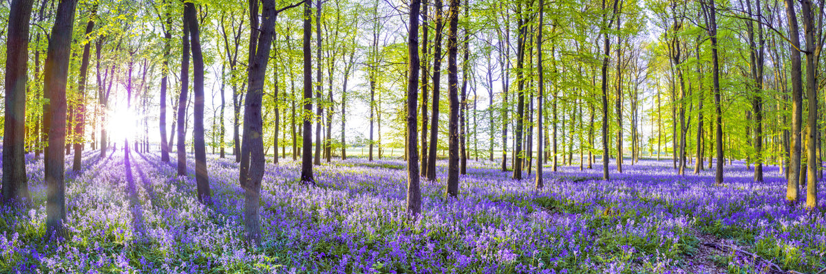 Woodland Bloom Panorama Wall Mural in your room — zoomed