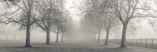 Foggy Forest Lane Wall Mural