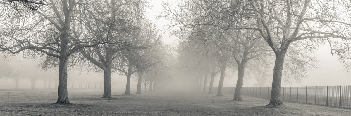 Foggy Forest Lane Wall Mural