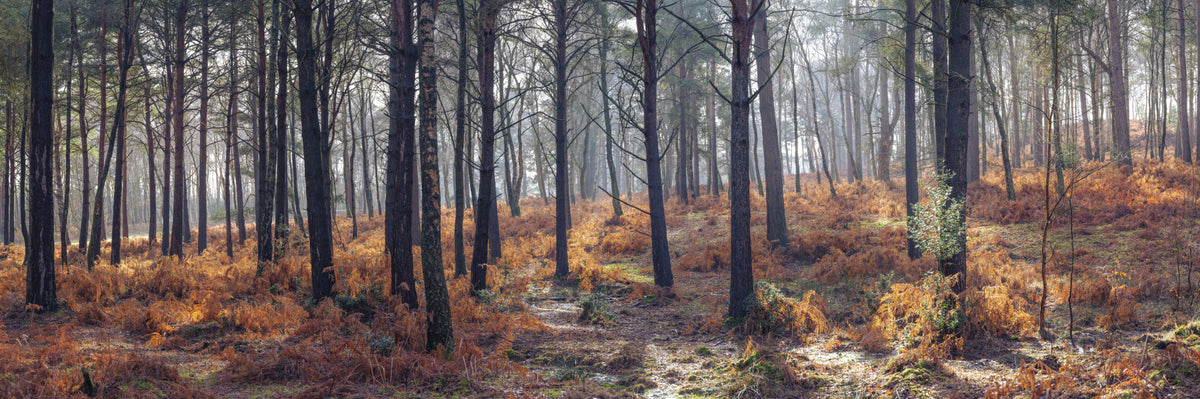 Woodland Whispers Wall Mural in your room — zoomed