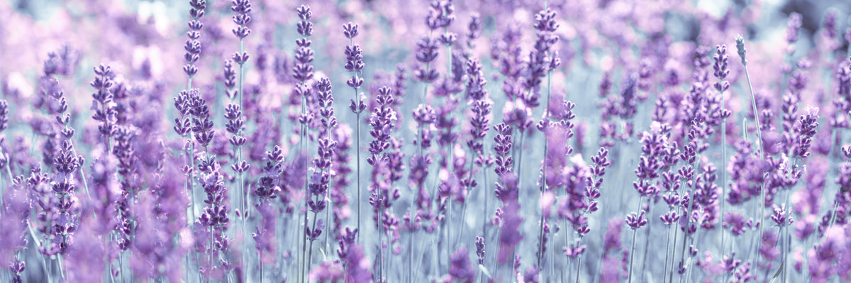 Lavender Dreamscape Wall Mural in your room — zoomed