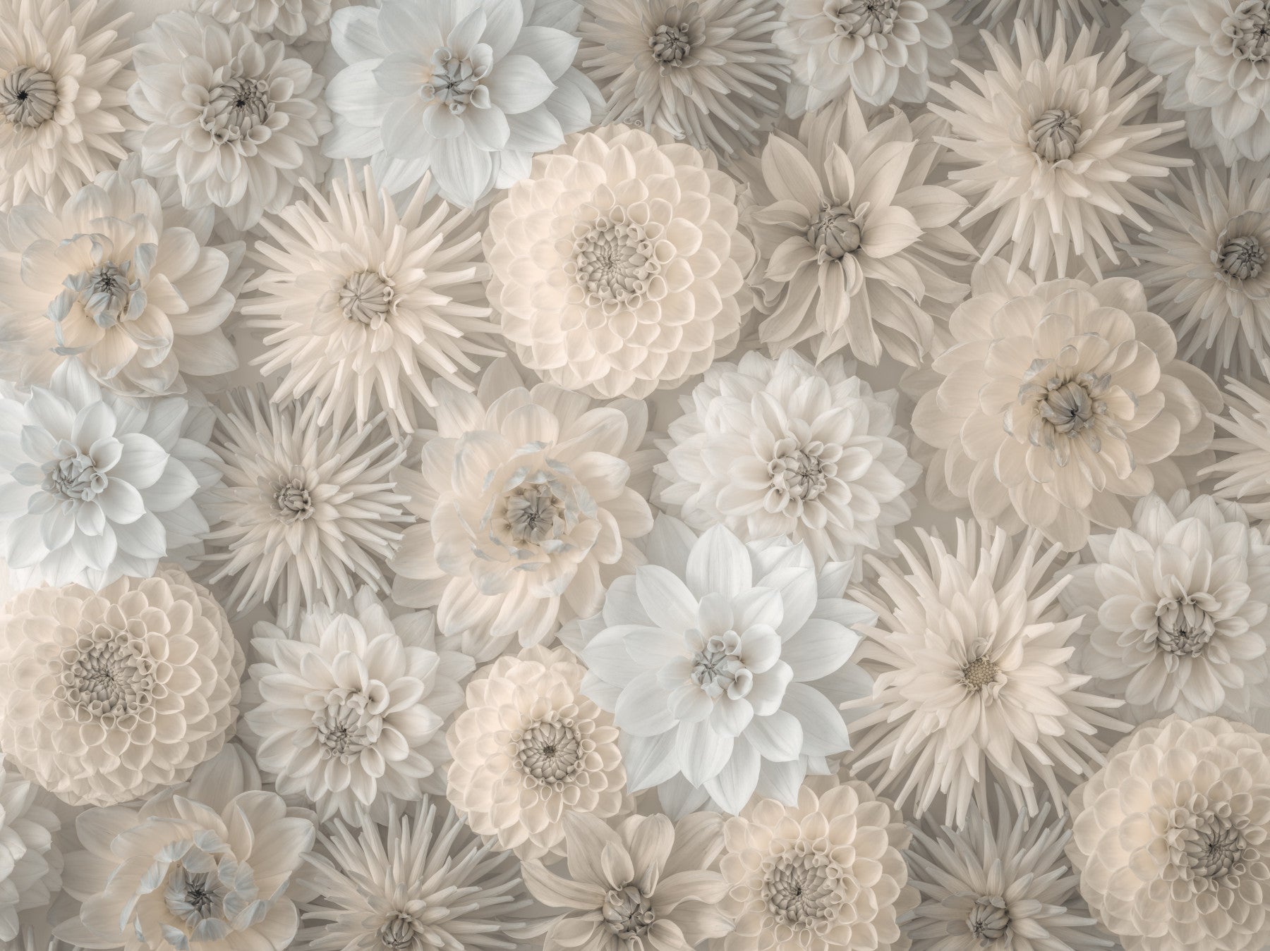 Lush Dahlia Tapestry Wall Mural