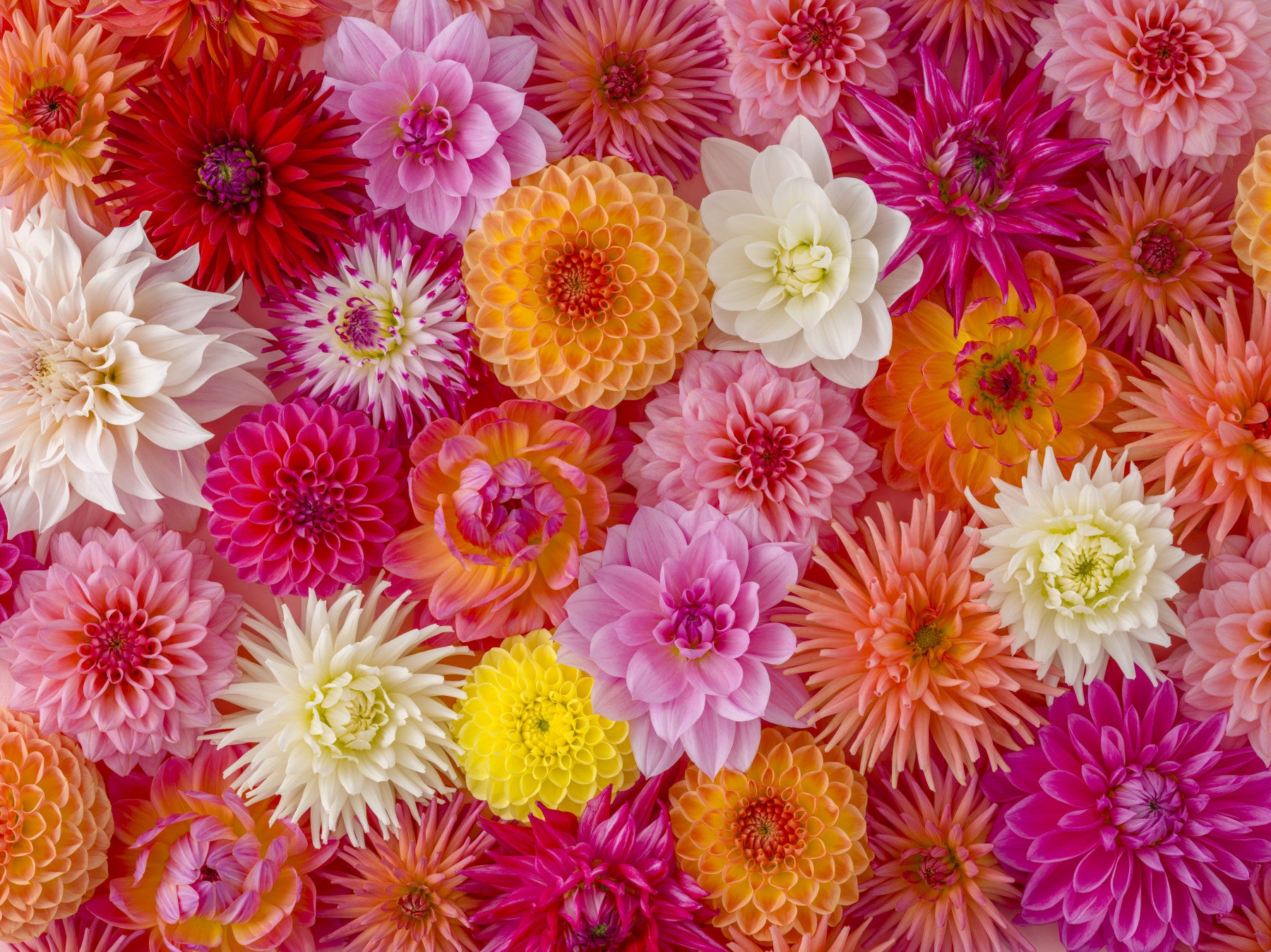 Floral Flourish Wall Mural