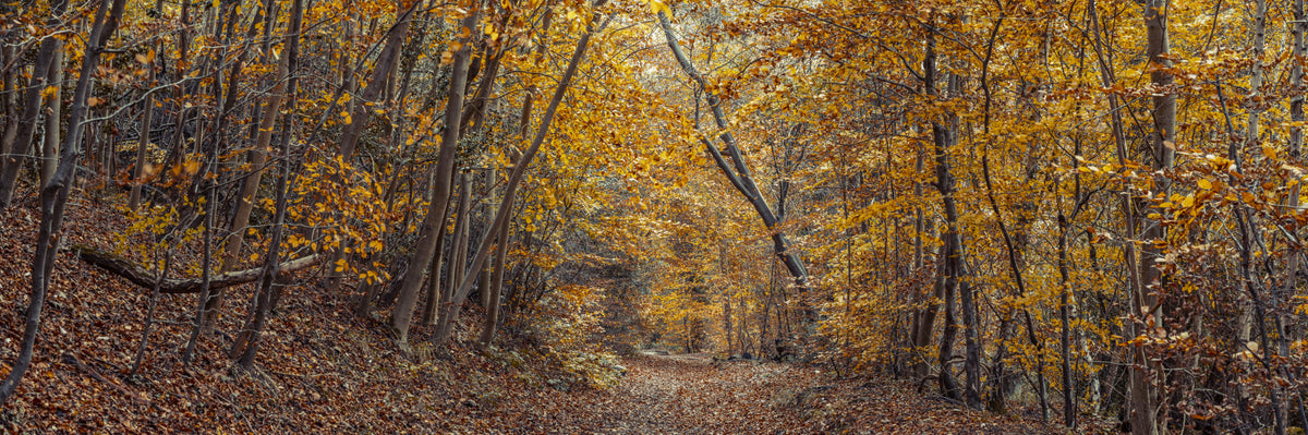 Scenic Woodland Path in Fall Wall Mural in your room — zoomed