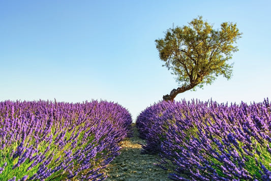 Lavender Field Wall Mural