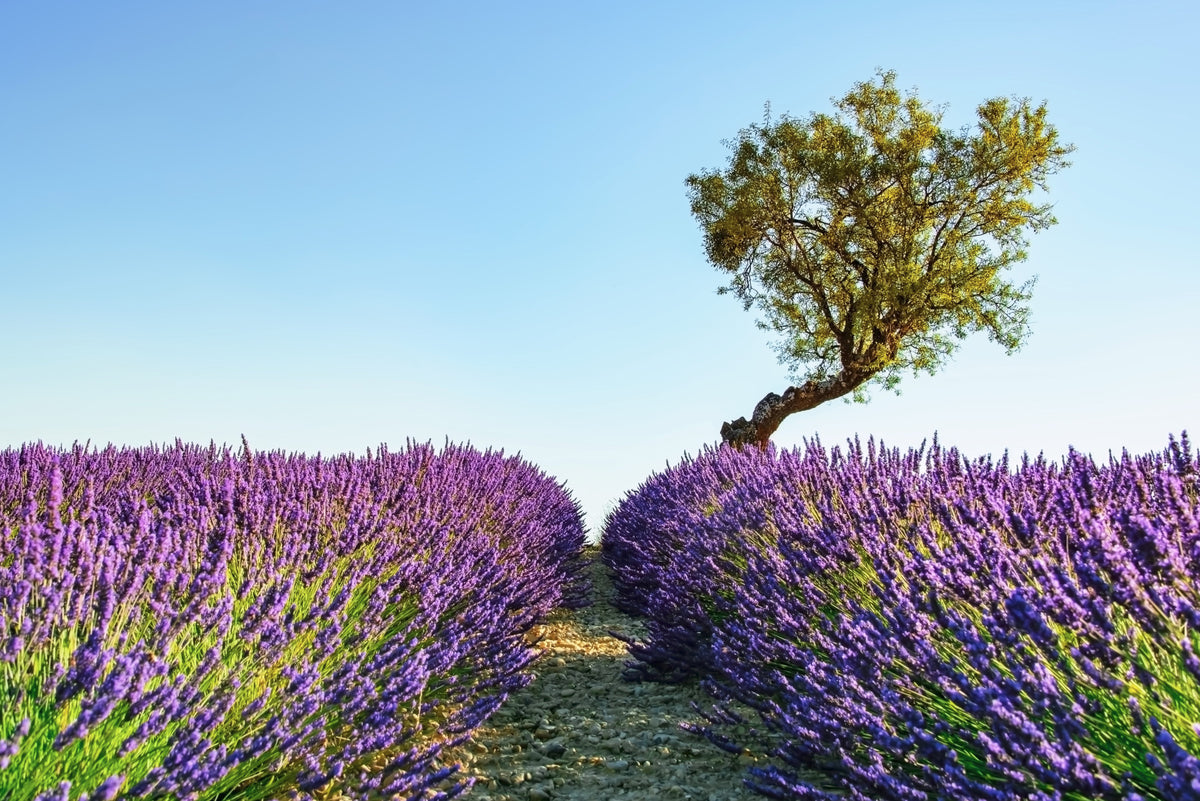 Lavender Field Wall Mural in your room — zoomed