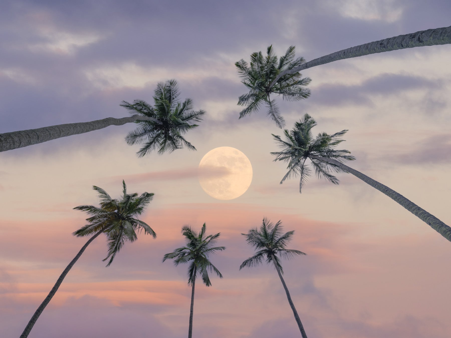 Serene Moonlit Palms Wall Mural