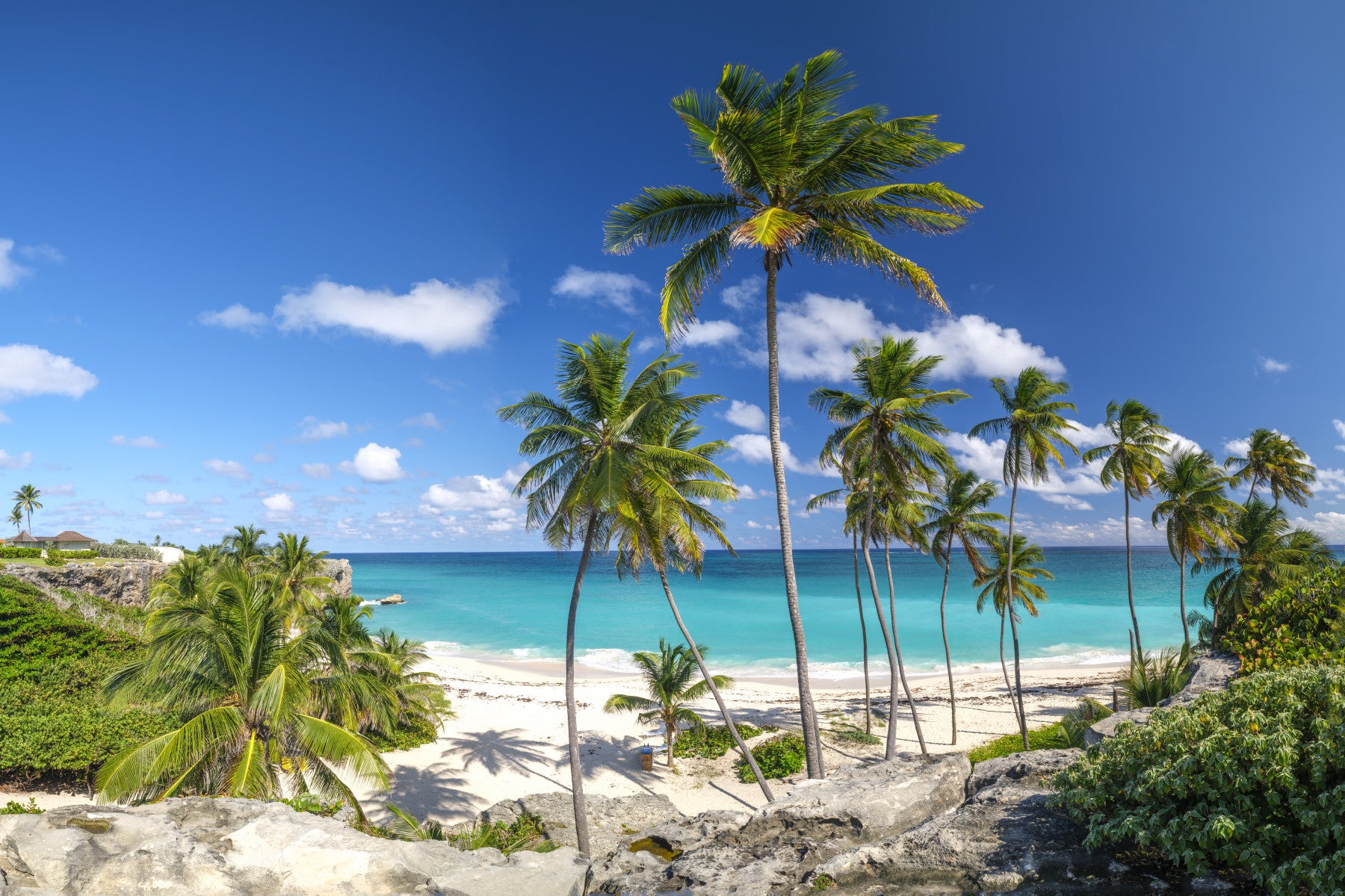 Palm Lined Shore Wall Mural