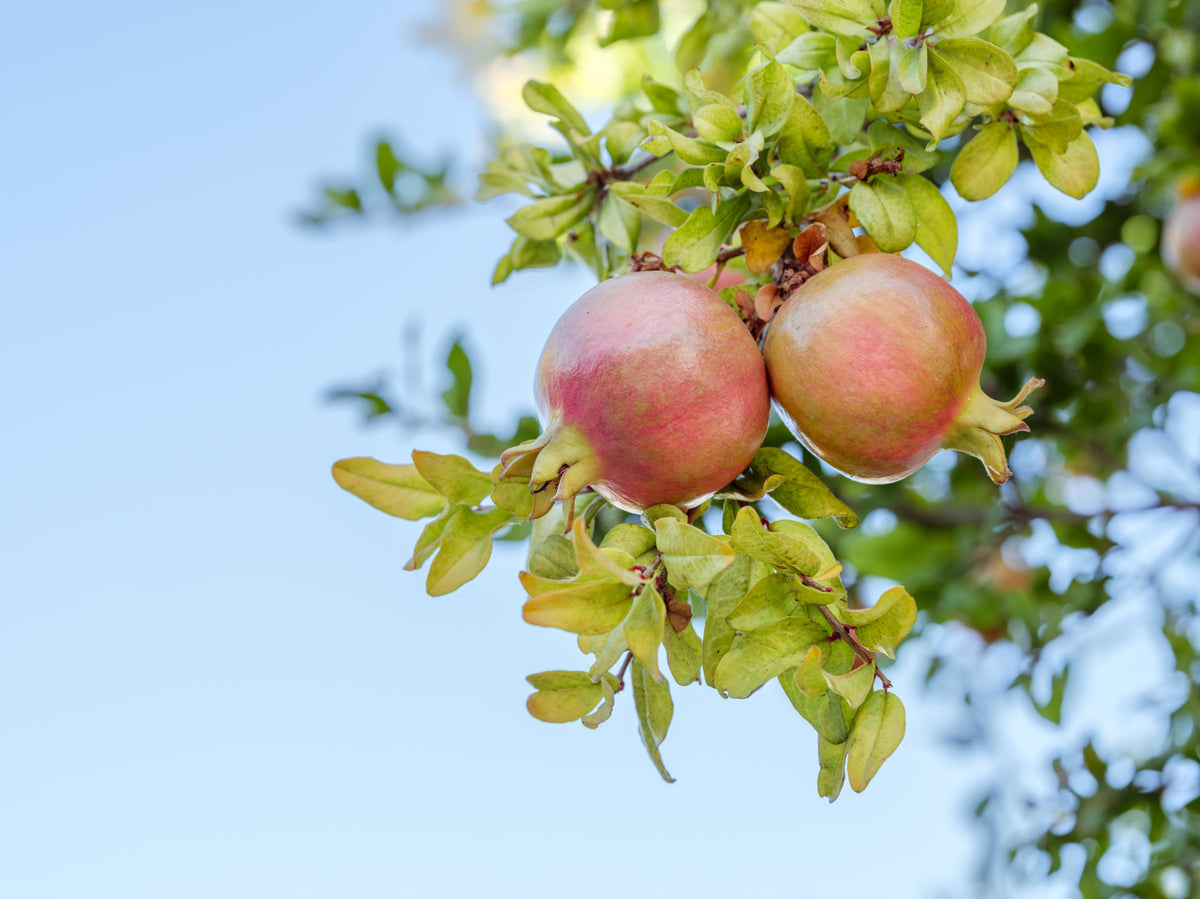 Pomegranate Grove Wall Mural in your room — zoomed