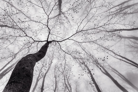 Ethereal Forest View Wall Mural