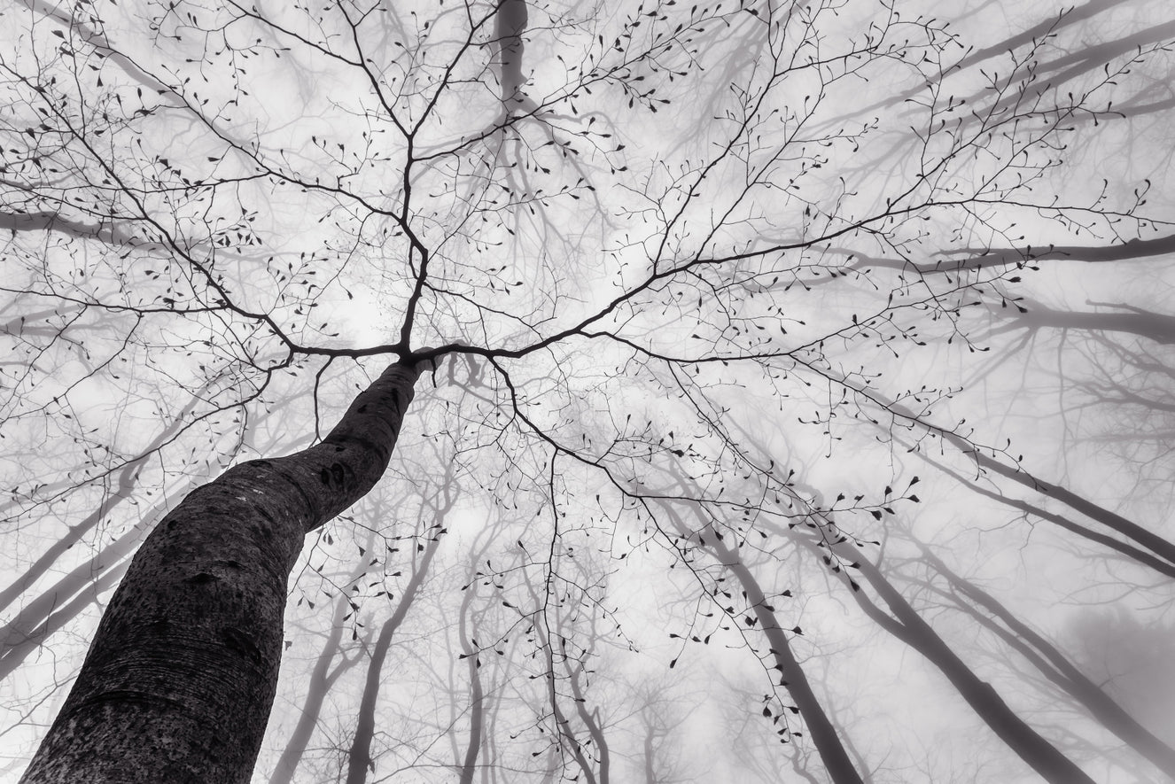 Ethereal Forest View Wall Mural