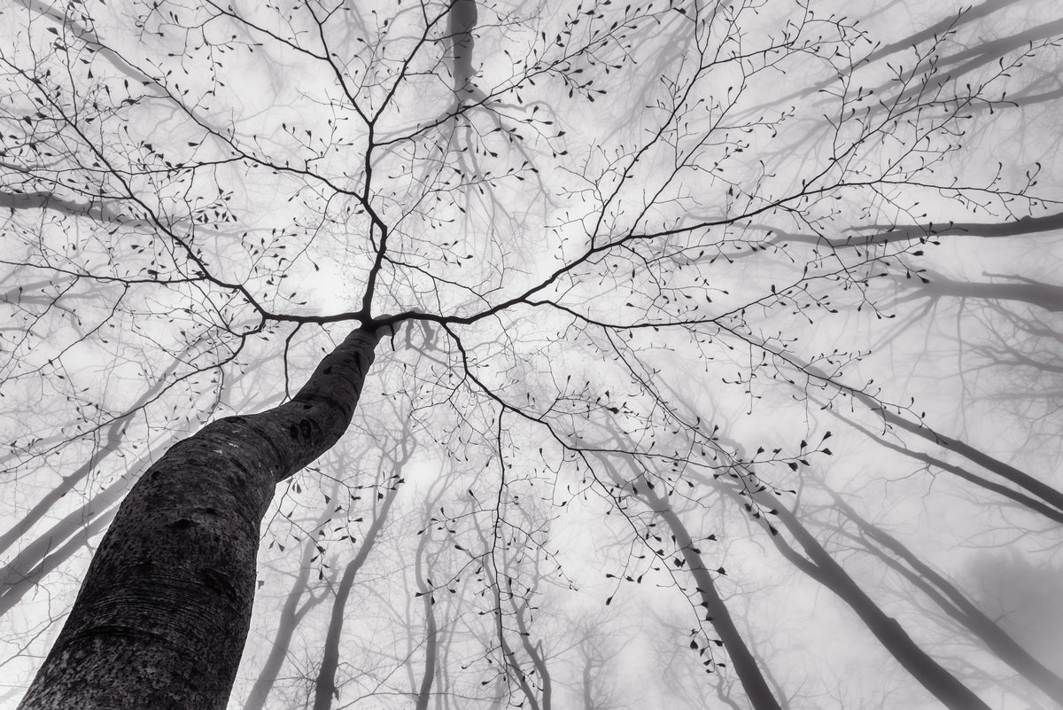 Ethereal Forest View Wall Mural