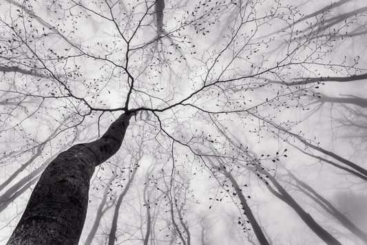 Ethereal Forest View Wall Mural