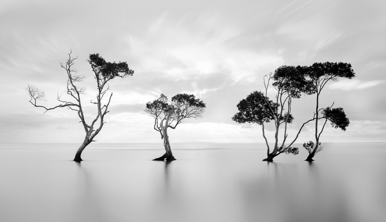 Monochrome Treescape Serenity Wall Mural