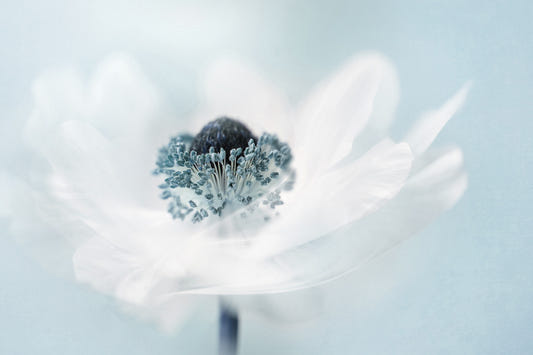 Soft Anemone Wall Mural -1441753
