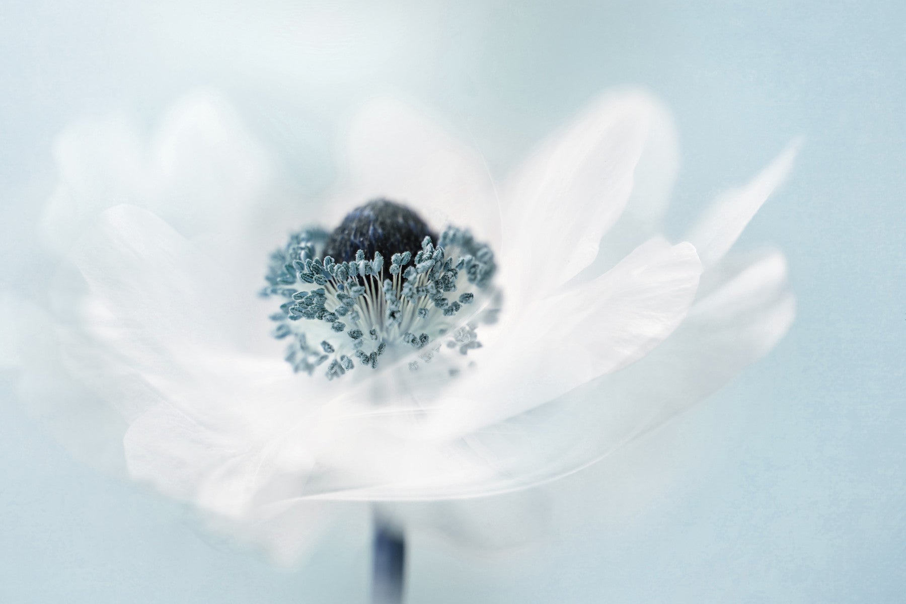 Soft Anemone Wall Mural -1441753
