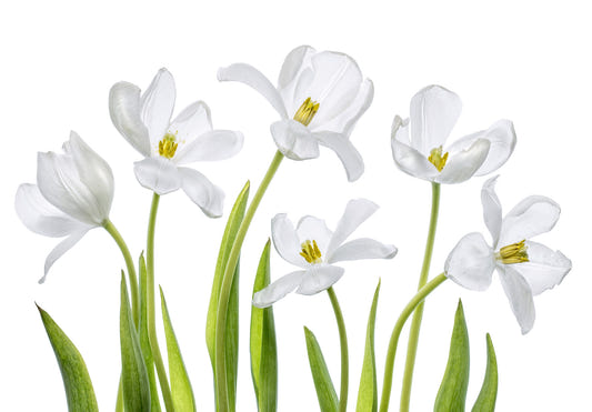 Pure Tulips Wall Mural -1282647