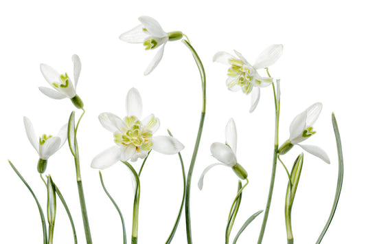 White Bloom Whisper Wall Mural -1112940