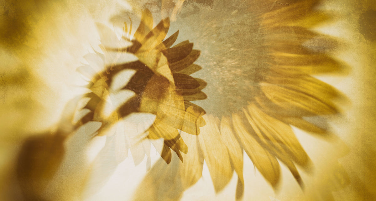Golden Sunflower Dreams Wall Mural -2272542 in your room — zoomed
