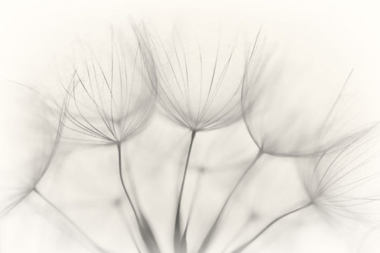 Whispers of Dandelions Wall Mural -1015493