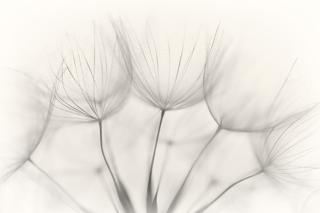 Whispers of Dandelions Wall Mural -1015493