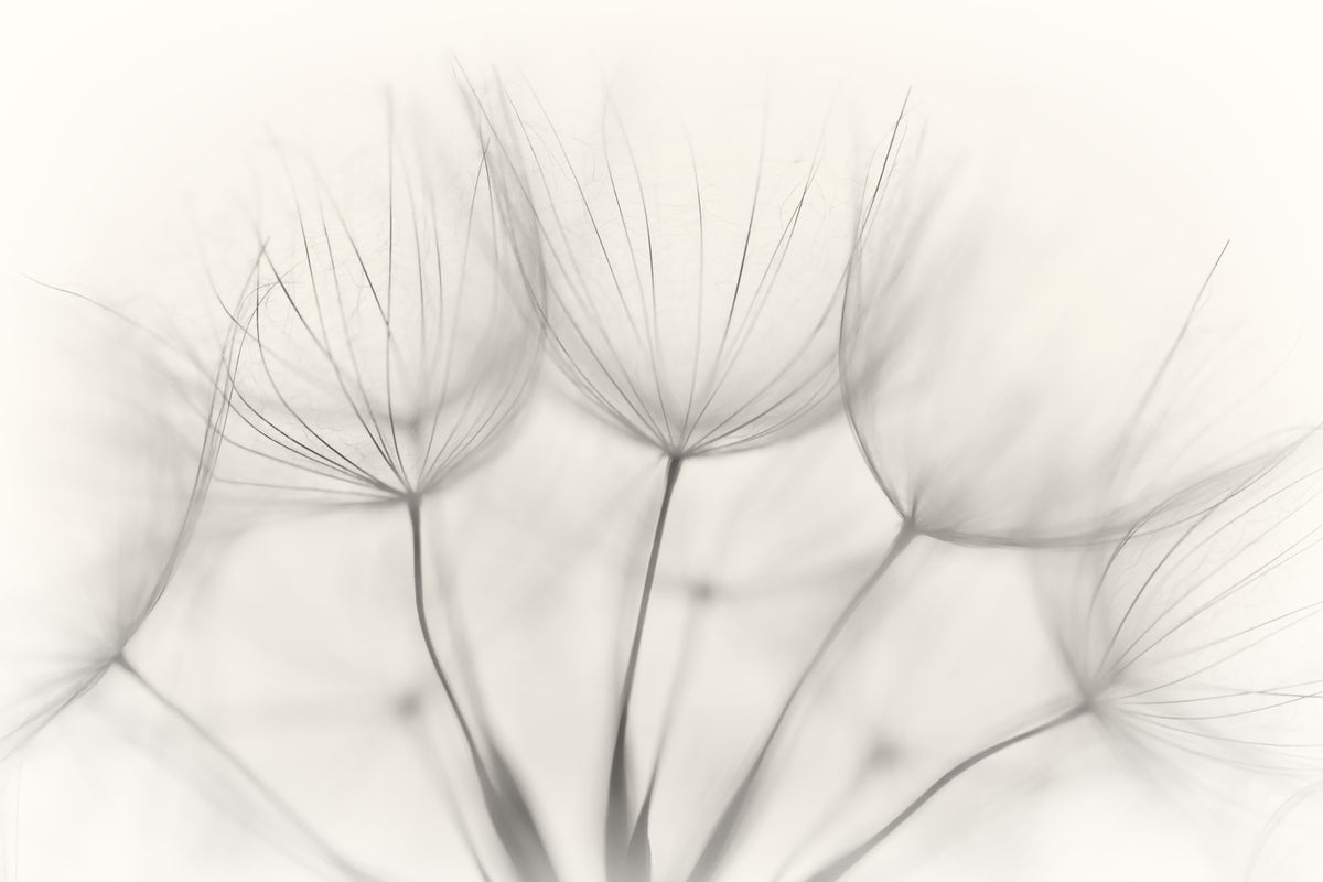 Whispers of Dandelions Wall Mural -1015493