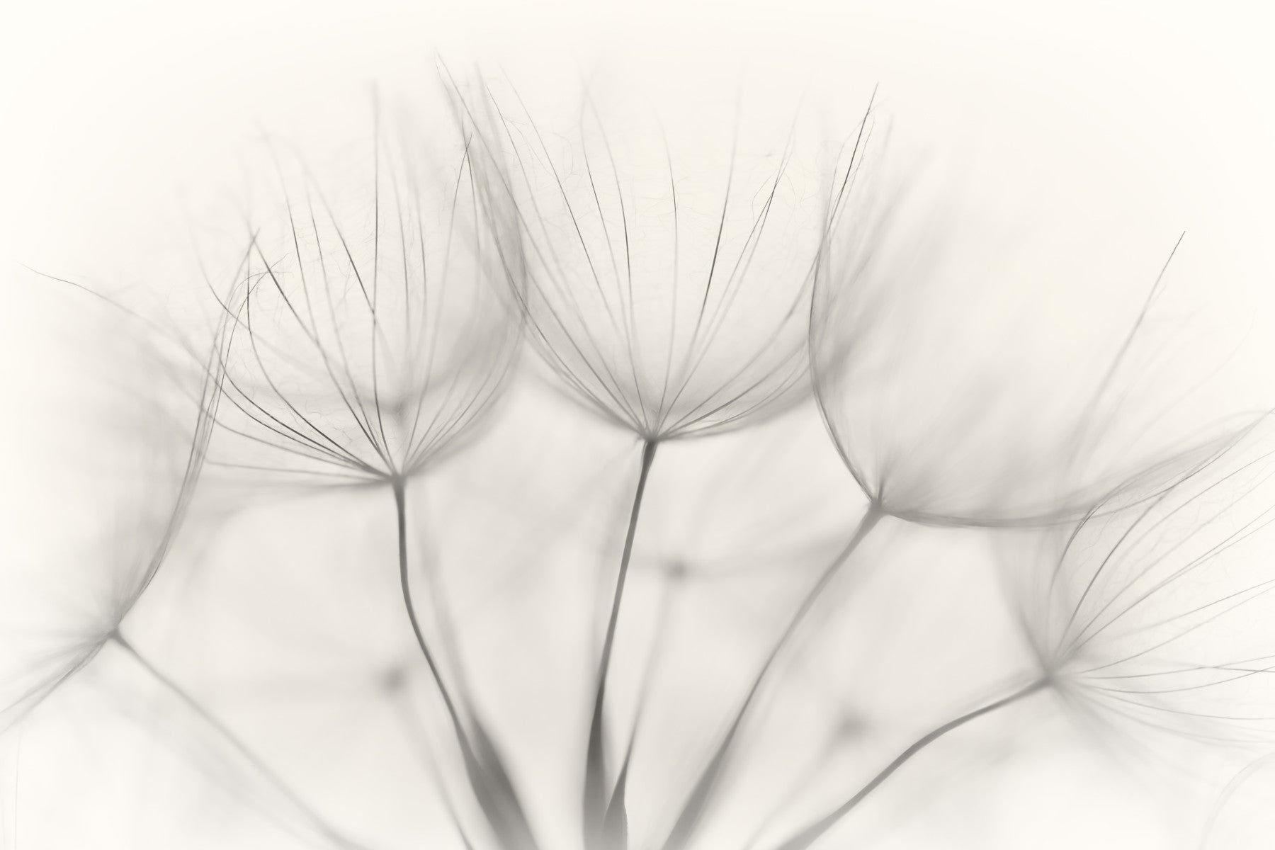 Whispers of Dandelions Wall Mural -1015493