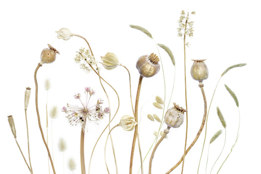 Dried Meadow Wall Mural -1021572