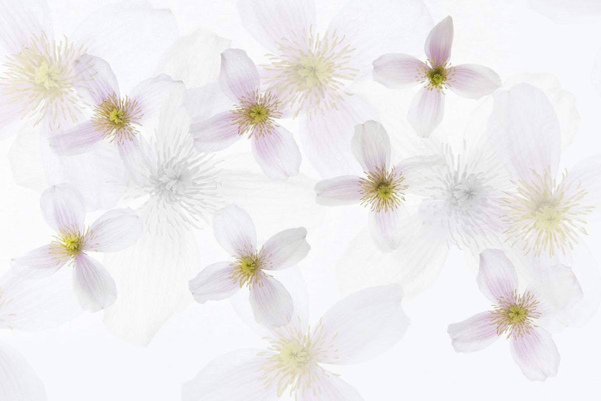 Soft Petals Wall Mural -2312628 in your room — zoomed