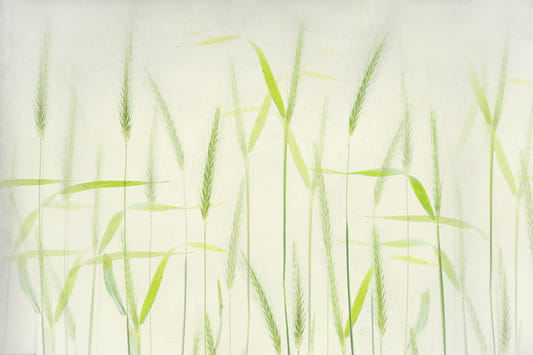 Golden Grain Dreams Wall Mural -2366652