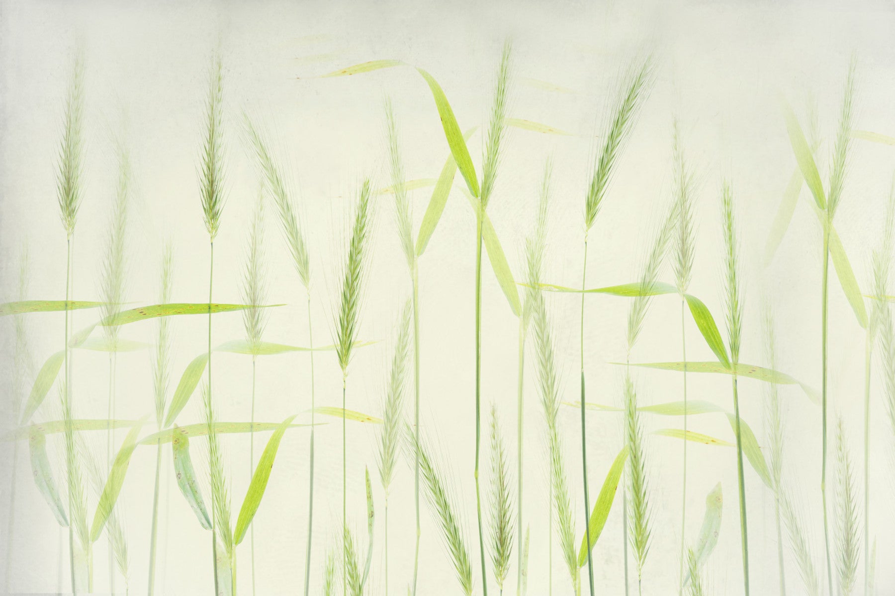 Golden Grain Dreams Wall Mural -2366652