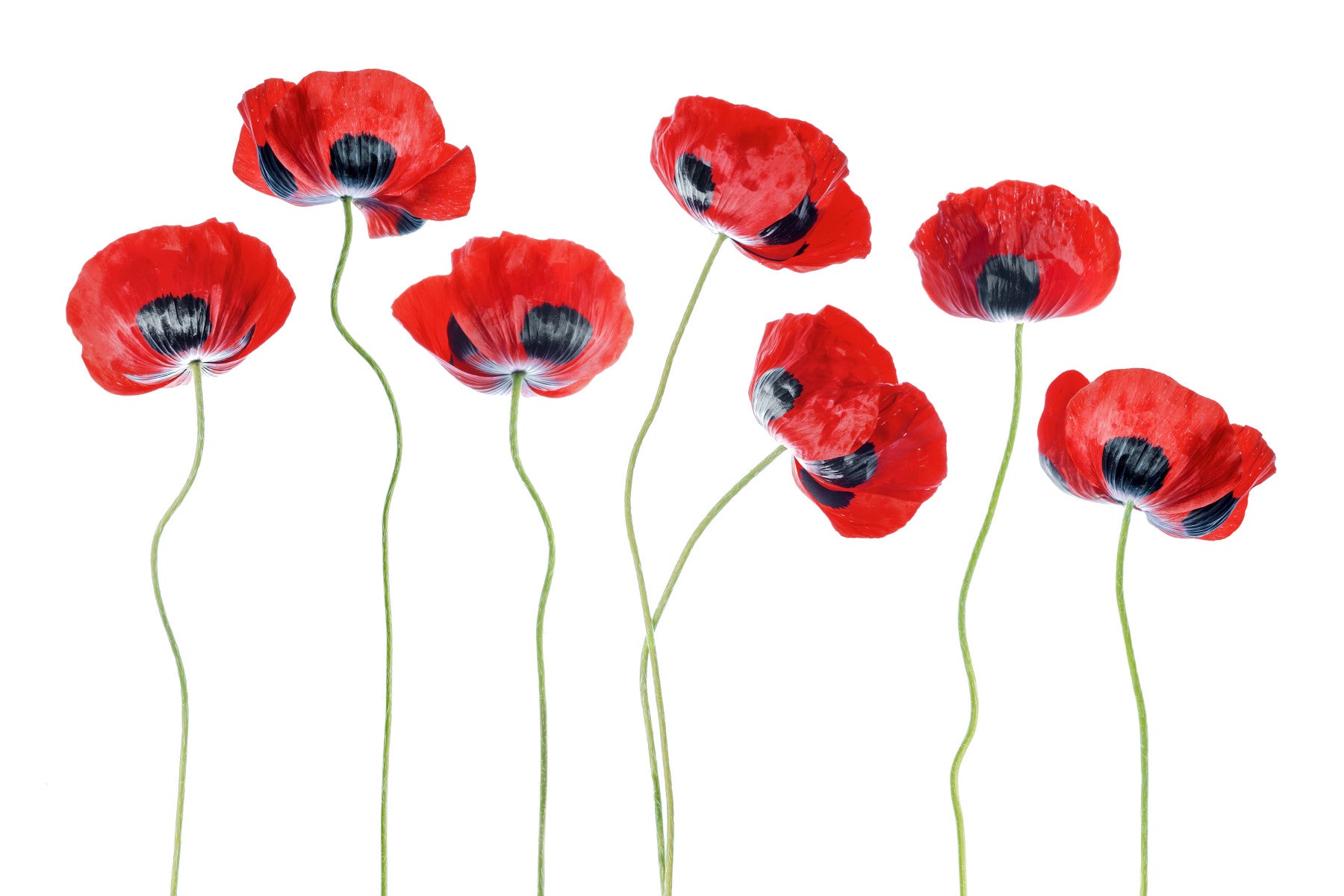 Fields of Red Wall Mural -1321086