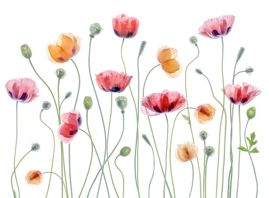 Poppy Hues A Delicate Floral Wall Mural -1248015