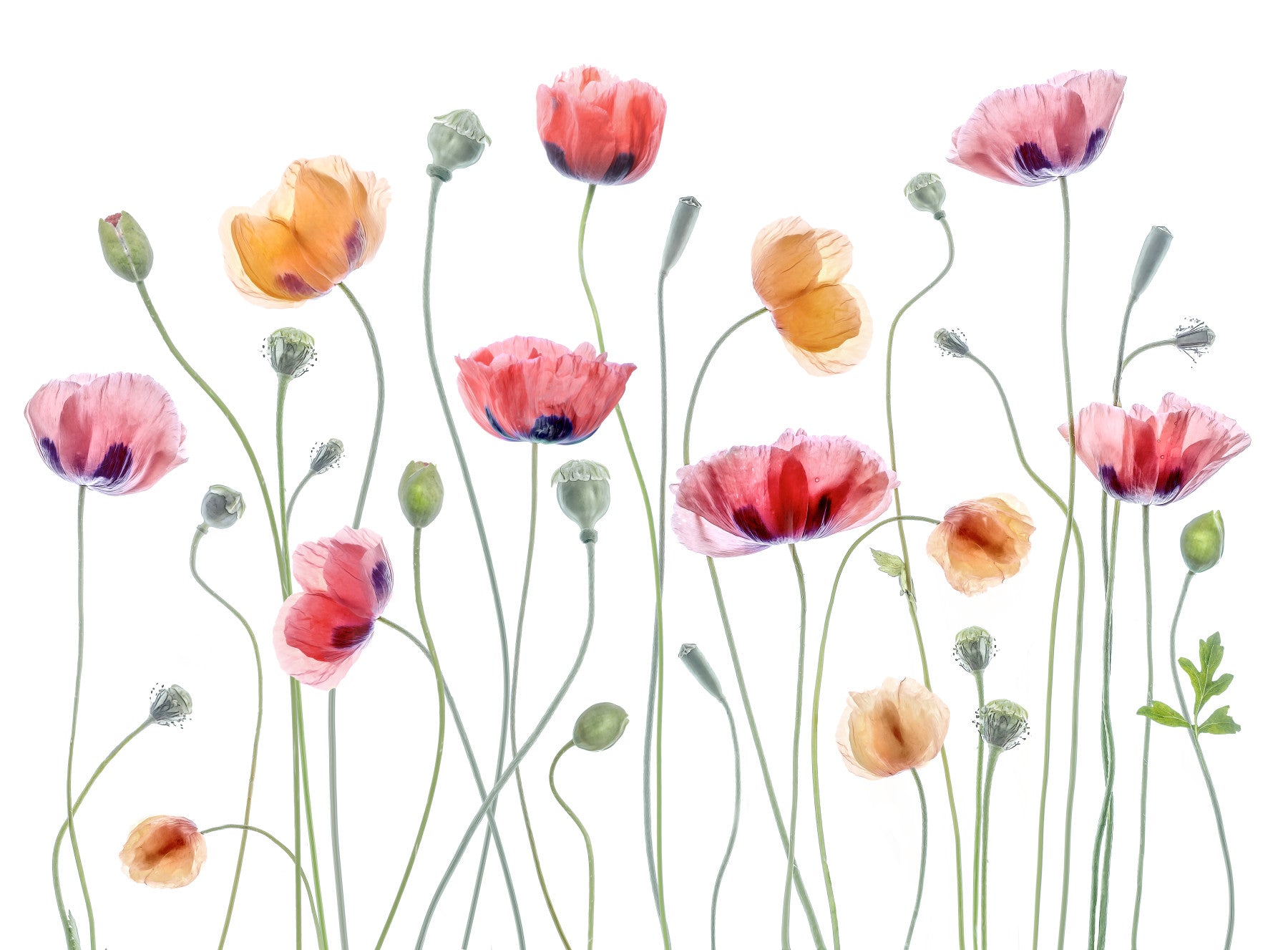 Poppy Hues A Delicate Floral Wall Mural -1248015