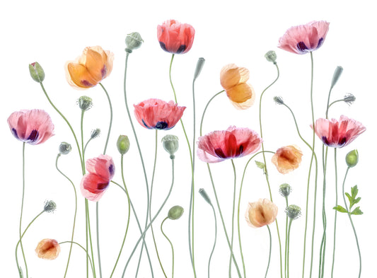 Poppy Hues A Delicate Floral Wall Mural -1248015