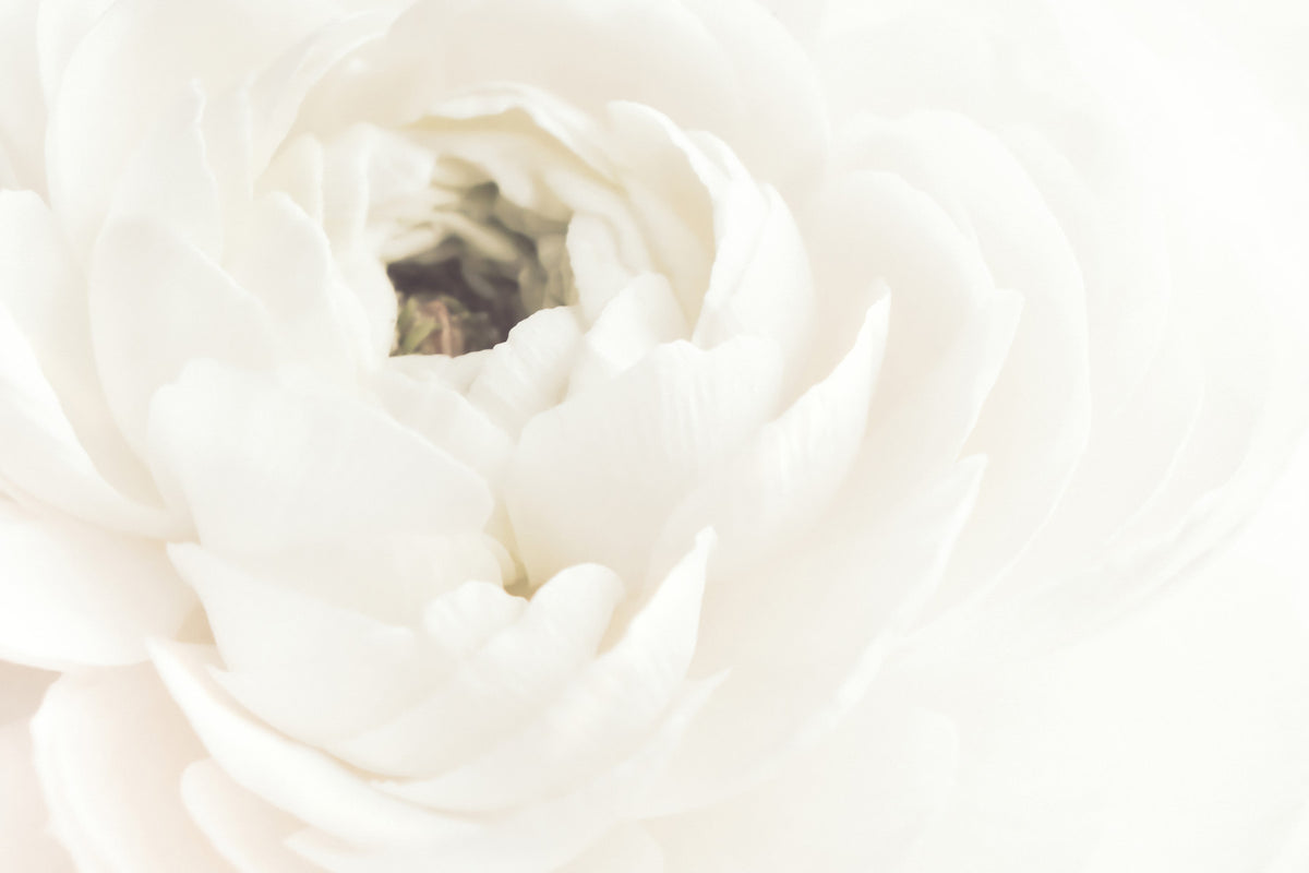 White Bloom Serenity Wall Mural -2242735 in your room — zoomed