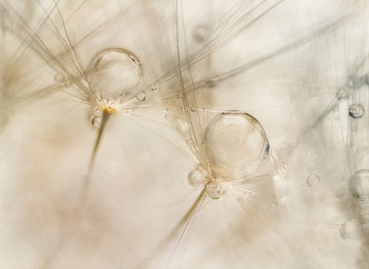 Ephemeral Dewdrops Wall Mural -2060857