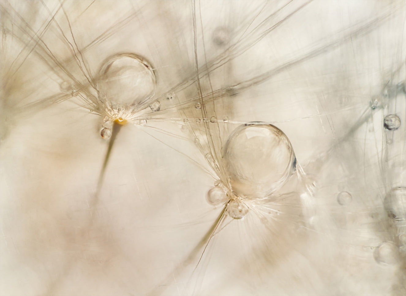 Ephemeral Dewdrops Wall Mural -2060857