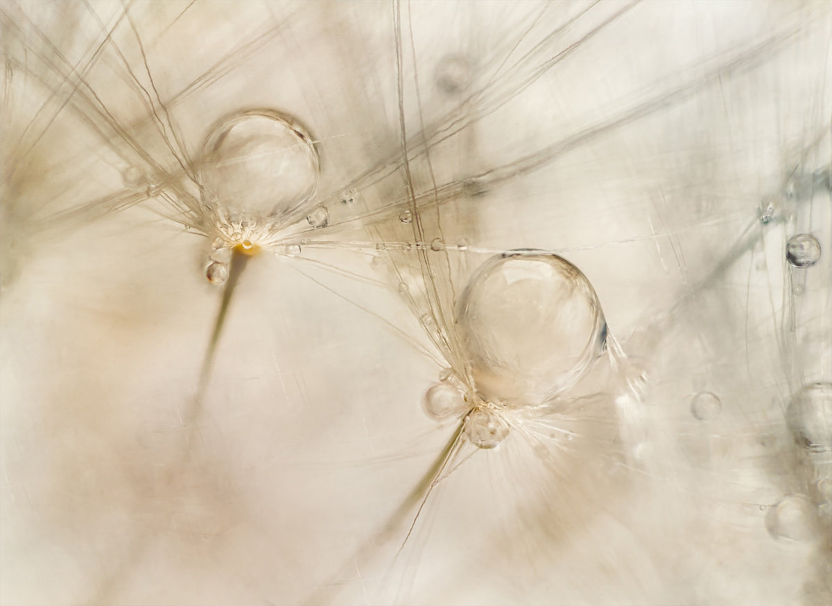 Ephemeral Dewdrops Wall Mural -2060857