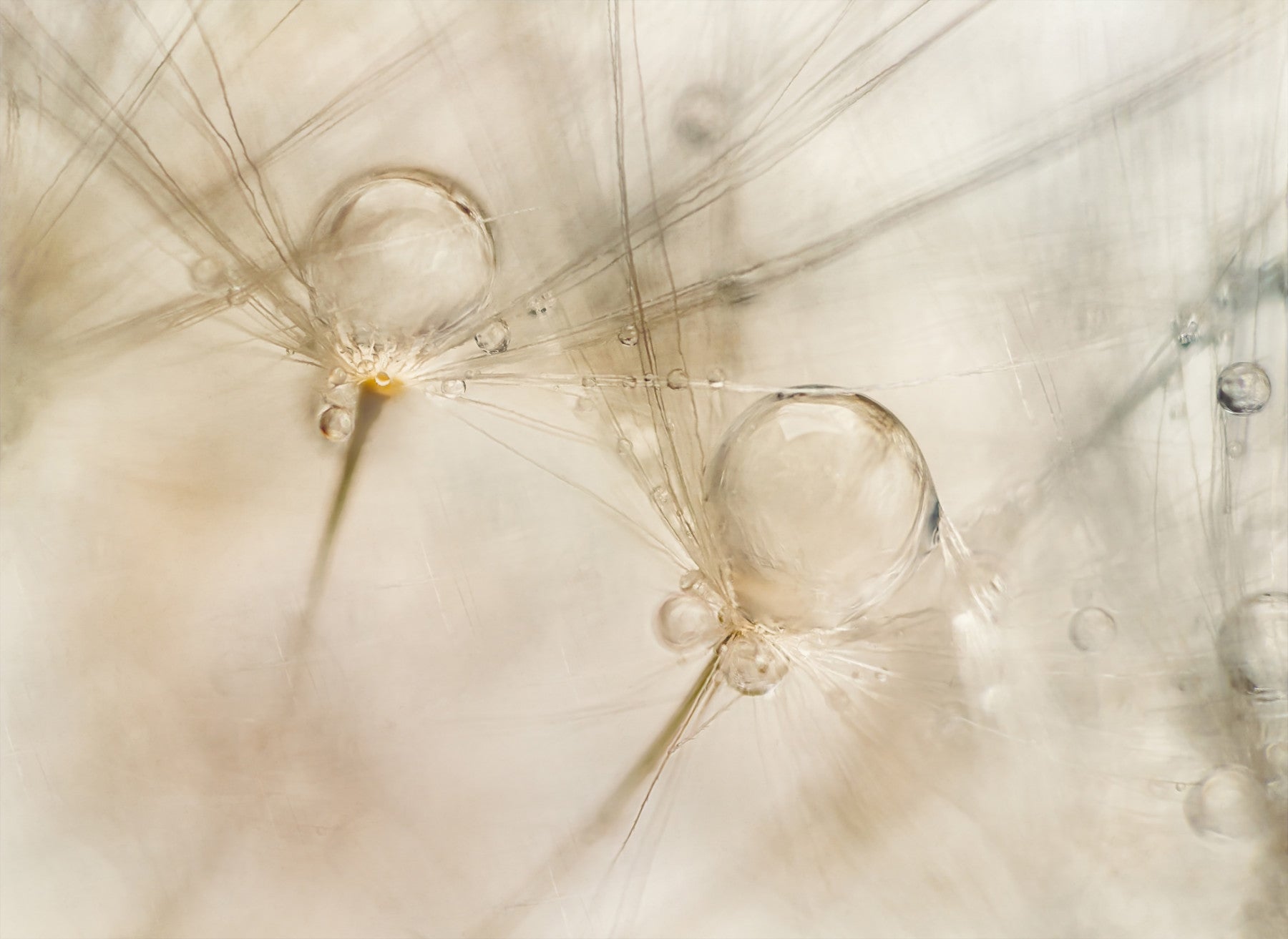 Ephemeral Dewdrops Wall Mural -2060857
