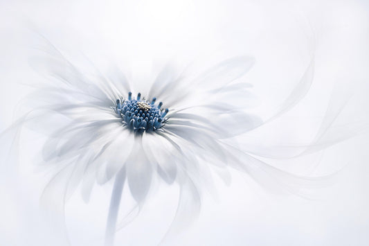 Serene Bloom Wall Mural -1270286