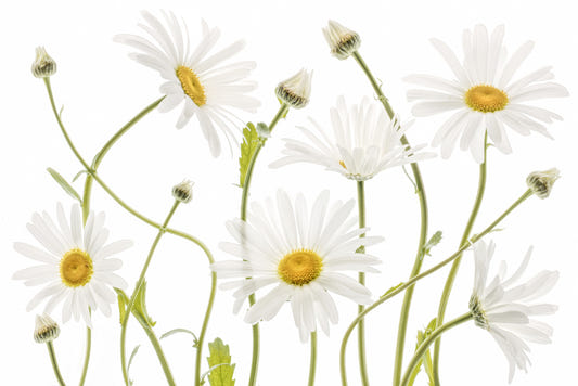 Meadow Daisies Wall Mural -1144981
