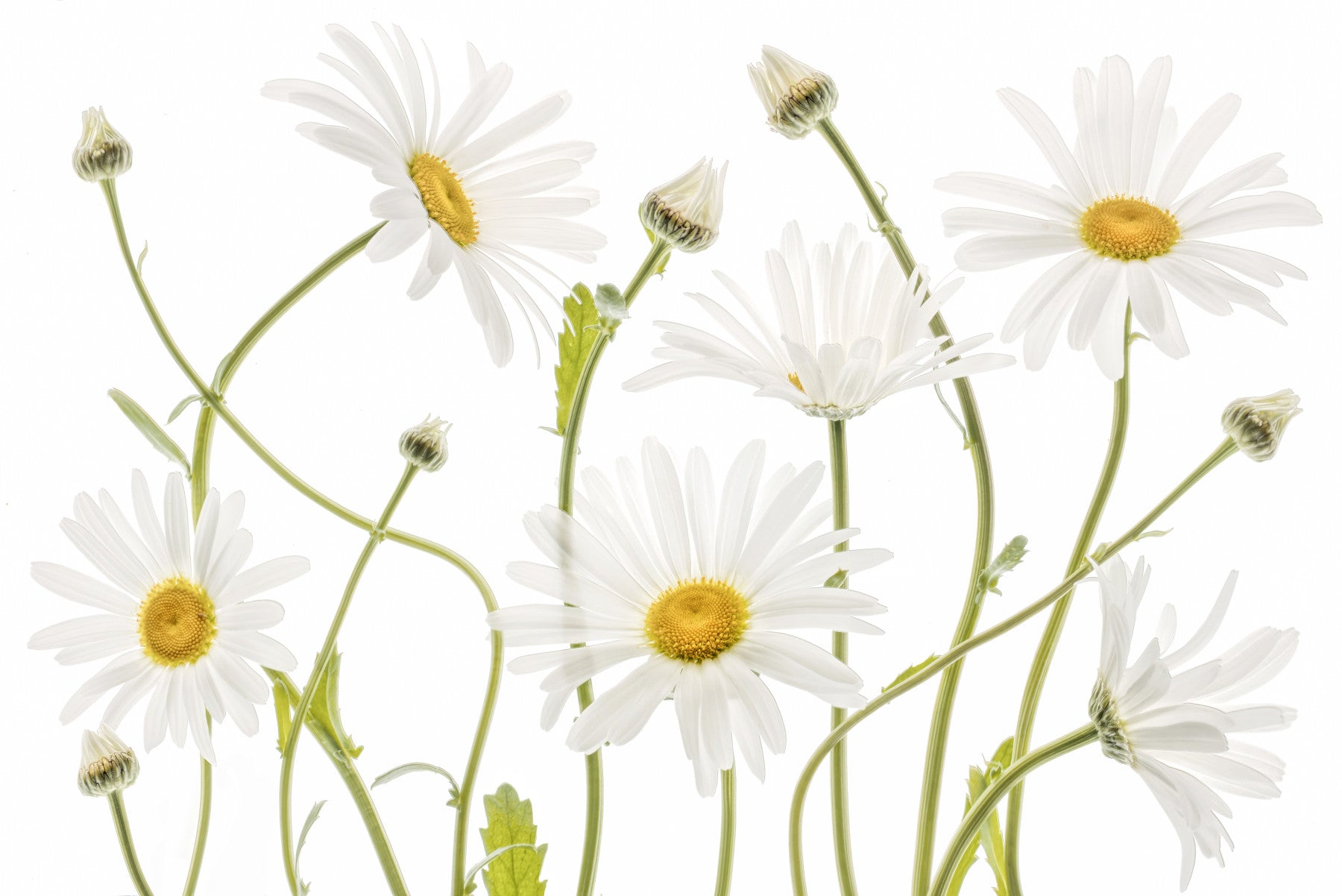 Meadow Daisies Wall Mural -1144981